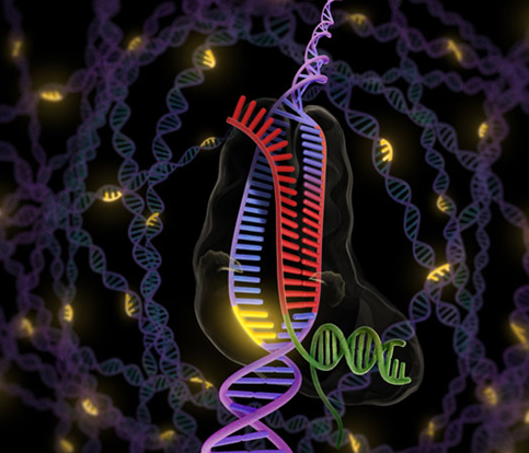 CRISPR/Cas基因编辑技术最新研究进展