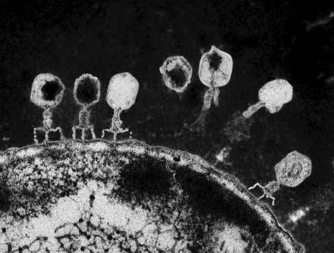 CRISPR/Cas基因编辑技术最新研究进展