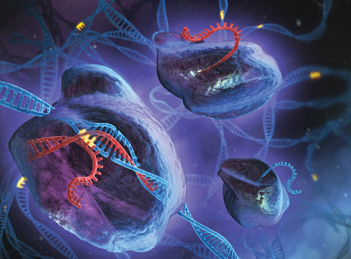 Development&nbsp;cell：应用CRISPR-Cas9实现斑马鱼组织特异性基因敲除