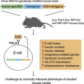 Cell&nbsp;metabolism：如果你正在用转基因鼠来研究糖尿病，你可能有麻烦了！