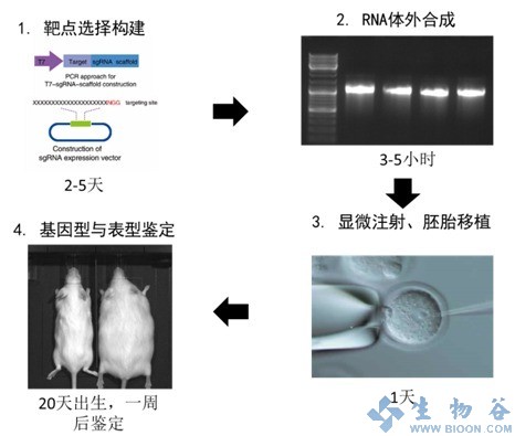 构建多基因敲除动物模型，一切如此简单