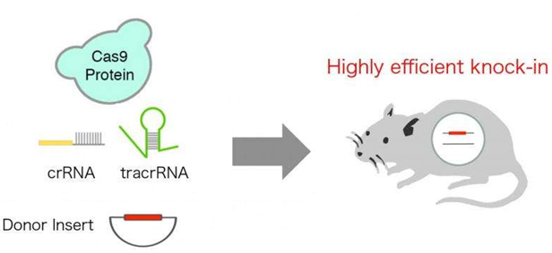 Genome&nbsp;Biol：改进版CRISPR/Cas系统可对基因组进行高效编辑