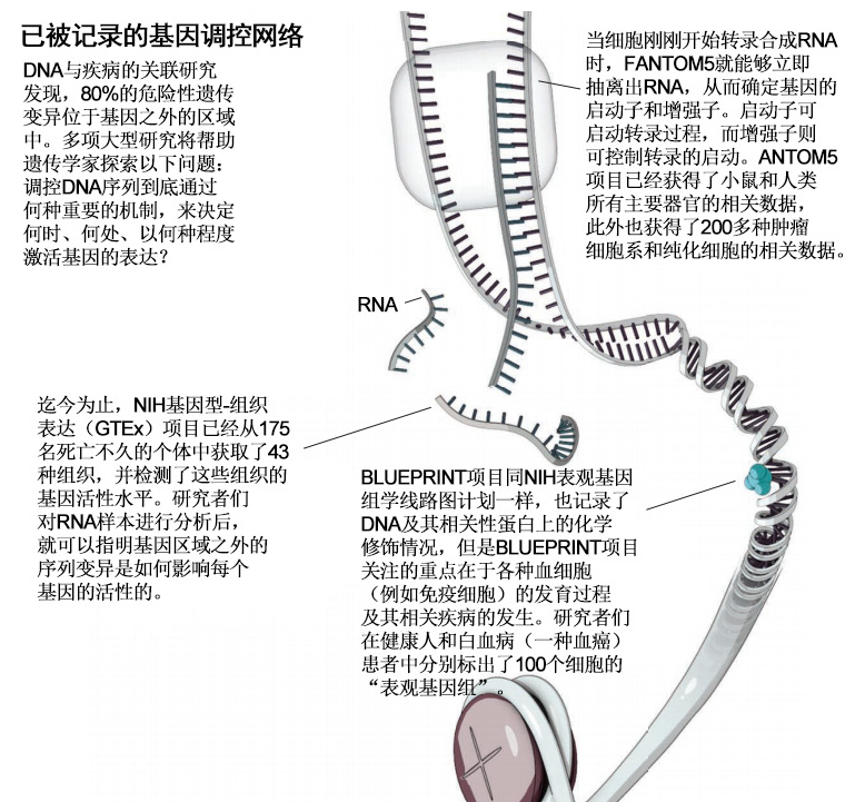 新的基因组数据库为调控DNA寻找靶基因