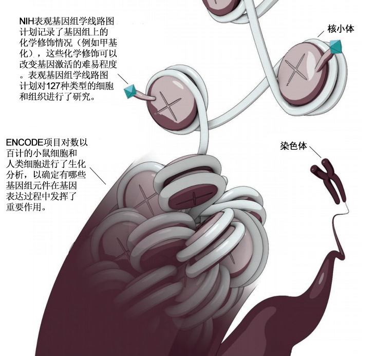 新的基因组数据库为调控DNA寻找靶基因