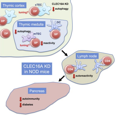 Immunity:科学家发现导致自身免疫疾病关键基因