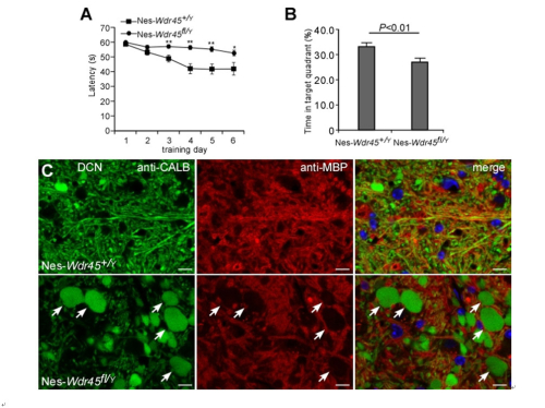 Autophagy：中科院研究揭示学习记忆功能相关基因