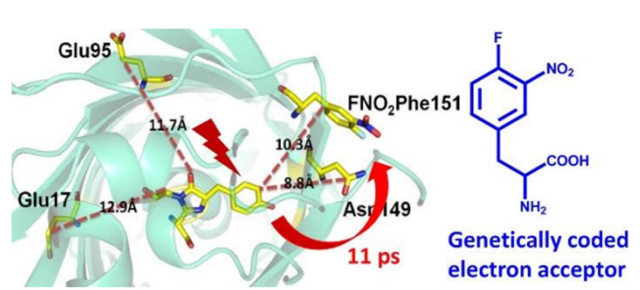 JACS：中科院科学家在基因密码子扩展模拟光合作用取得进展