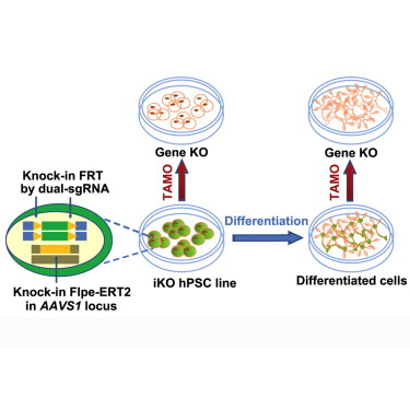 Cell&nbsp;Stem&nbsp;Cell：利用CRISPR/CAS9对人类干细胞系进行可诱导基因敲除