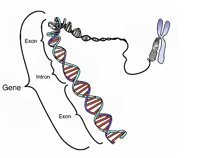 PNAS：酒精代谢原来有特殊基因