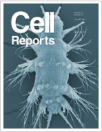 Cell&nbsp;Rep：古老病毒或可作为基因疗法的载体