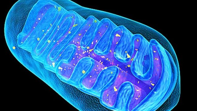 Nature：线粒体基因缺陷改造新策略