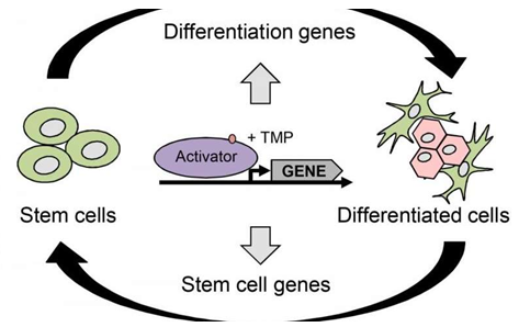 Stem&nbsp;Cell&nbsp;Rep：新技术可控基因表达&nbsp;&nbsp;调节干细胞