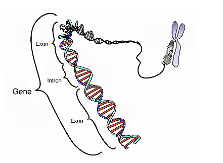 Science：人类基因组筛选揭秘维持细胞活力的关键靶向基因