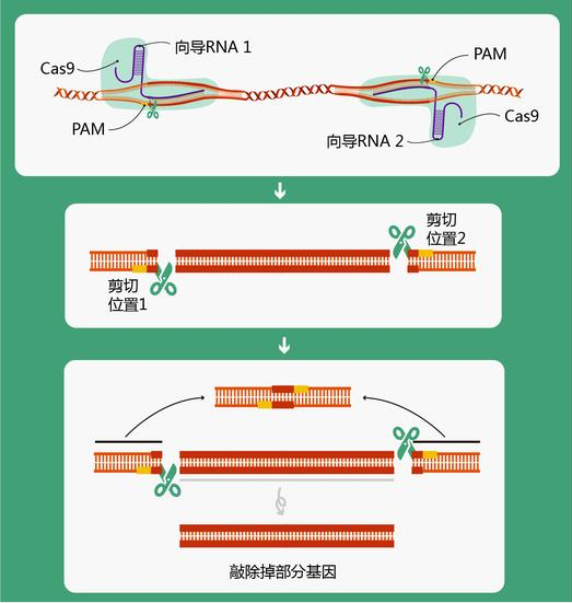 从基因编辑狗谈CRISPR/Cas9