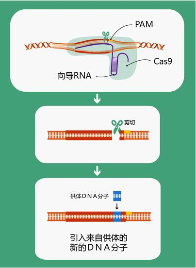 从基因编辑狗谈CRISPR/Cas9