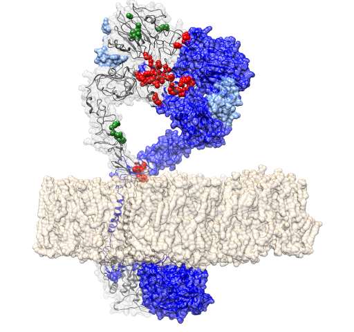 Plos&nbsp;Comput&nbsp;Biol:科学家利用大数据发现新的癌症驱动基因