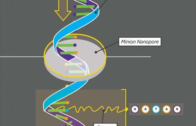 手持测序仪——读取基因的更好办法