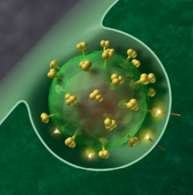 PNAS：患者体内基因变异在HIV病毒载量中起重要作用