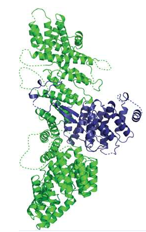 Nat&nbsp;Cell&nbsp;Biol：揭示突变基因引发神经性疾病发生的分子机制