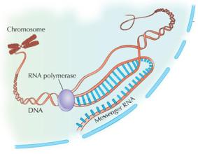 Science:基因调控新进展&nbsp;或为抗癌药物开发提供新思路