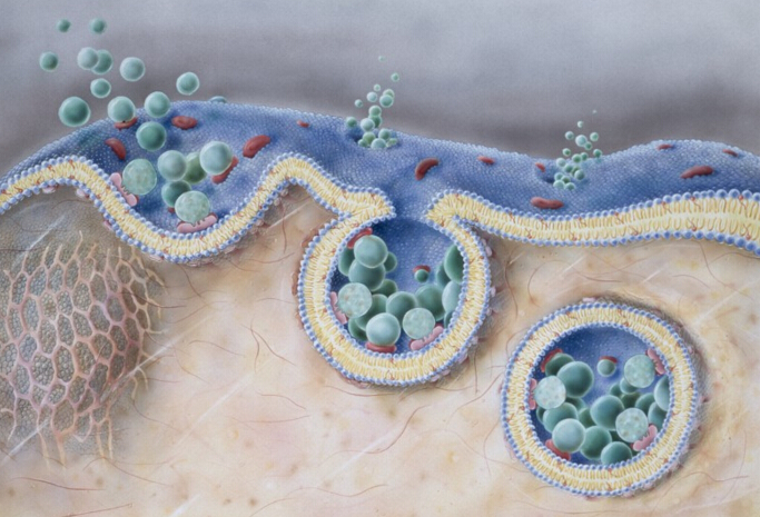 Current&nbsp;Biology：标定胞外囊泡相关基因