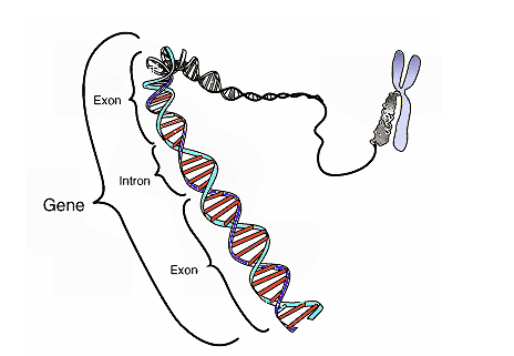 PLoS&nbsp;Genet：偶然产生的新基因或带来进化创新