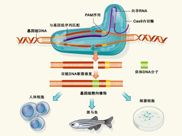 人类基因改造正式开始，英国政府批准编辑人类胚胎