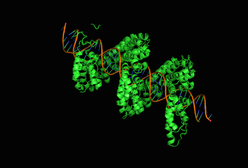 Nat&nbsp;Chem&nbsp;Biol：开发出TALE-TEV系统可关闭任何一种基因