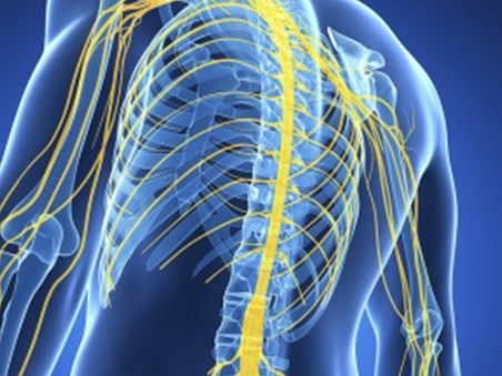 Neuron：新研究识别促进神经系统修复的特定基因网络