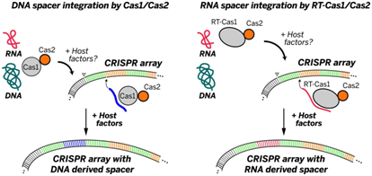 Science：CRISPR系统新发现！也可将RNA片段整合进宿主基因组