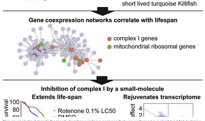 Cell&nbsp;Syst：短命鱼或帮助揭示基因表达和长寿的关系