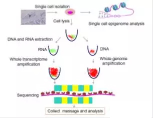 干货！一文读懂单细胞基因测序市场分析