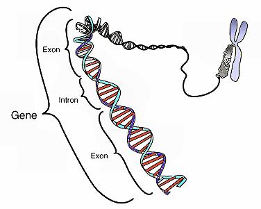 Genome&nbsp;Biol：CRISPR技术新突破！优化sgRNA结构可提高基因编辑效率！