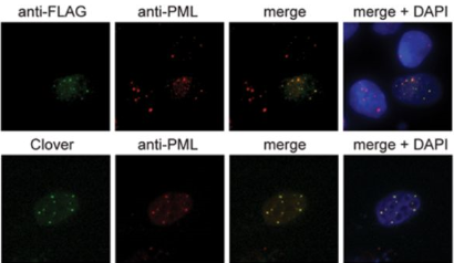 Nature&nbsp;&&nbsp;Nucleic&nbsp;Acids&nbsp;Res：新技术有助改善CRISPR基因疗法