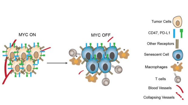 Science：重大发现！癌基因MYC协助肿瘤隐藏