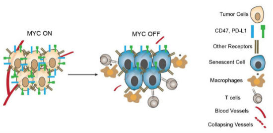 Science揭秘：MYC这个“坏基因”是癌症帮凶！