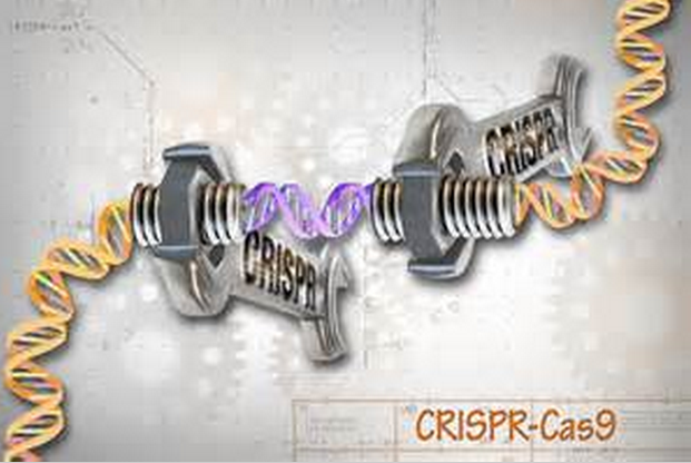 【Nature盘点】解密CRISPR：基因编辑技术或许才刚刚开始