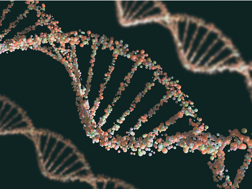 PLoS&nbsp;Biol：有性生殖过程可以修补受损的基因组