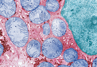 Science：为什么细胞“发电站”要保留自己的基因组