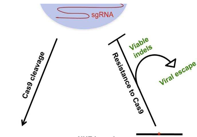 Cell子刊：HIV会对CRISPR/Cas9基因编辑技术产生耐受性