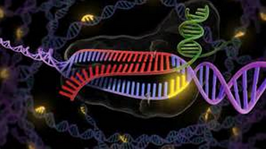 Nat&#160;Methods：在不同物种中比较不同Cas9蛋白激活物的基因激活潜力