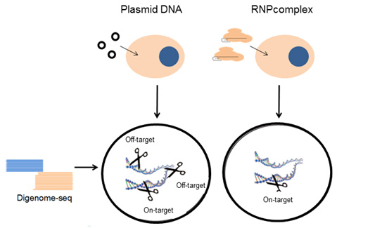 Nat&#160;Biotechnol：证实CRISPR/Cpf1基因组编辑几乎没有脱靶效应