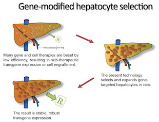 Science子刊：基因疗法新突破！在体内选择性扩增经过基因修饰的肝细胞