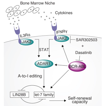 Cell&#160;Stem&#160;Cell：揭示利用ADAR1基因编辑系统产生白血病干细胞机制