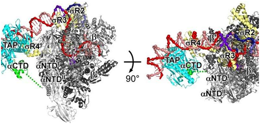 Science：重大发现！从结构上揭示基因特异性转录激活蛋白工作机制