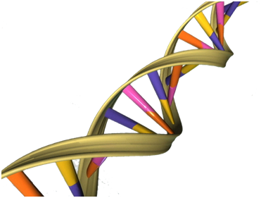 PNAS：沉默单个基因影响人们的社会认知