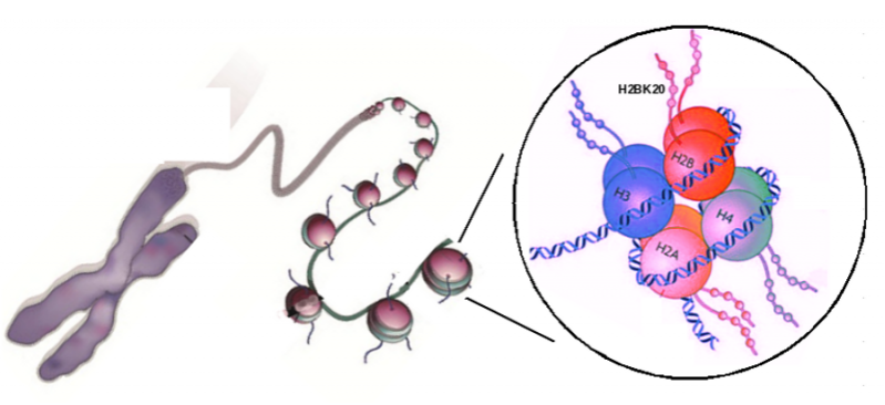 Genome&nbsp;Res：深入研究组蛋白修饰机制或可帮助理解基因调节模式