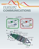 Nat&nbsp;Commun：为何基因调节作用会被限制？