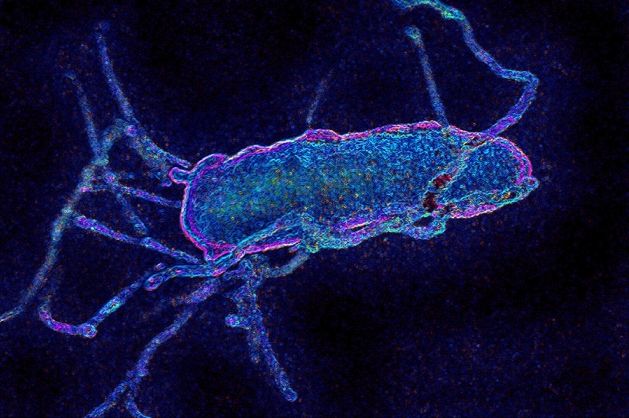 科学家对细菌基因组成功实现了根本性地“重写”