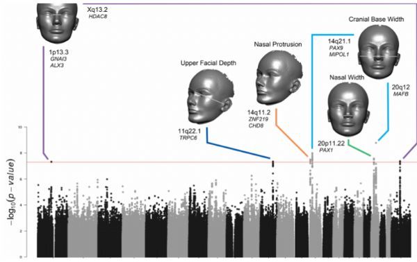 PLoS&nbsp;Genet：脸大脸小谁决定？奥秘就在基因中